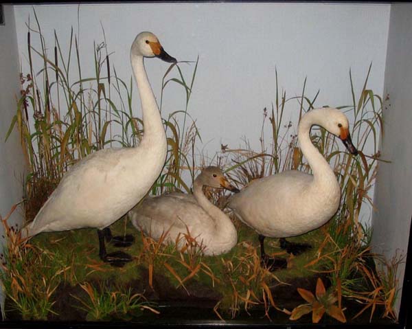 3swans.jpg