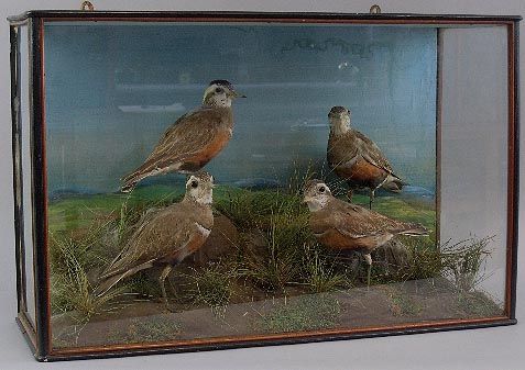 4dotterels.jpg