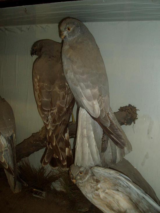 4henharriers.JPG