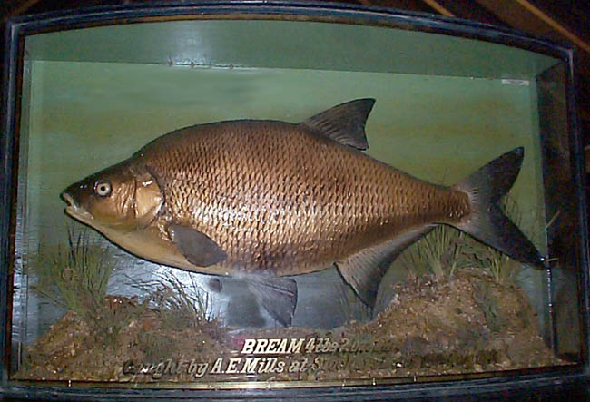 4lbbream.JPG