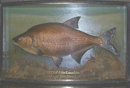 4lbbream1.JPG