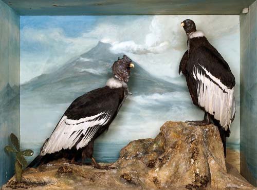 Andeancondors1.jpg