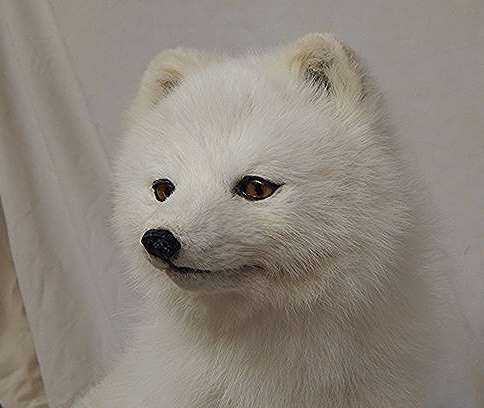 Arcticfox2.jpg