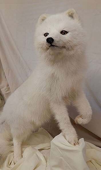 Arcticfox3.jpg