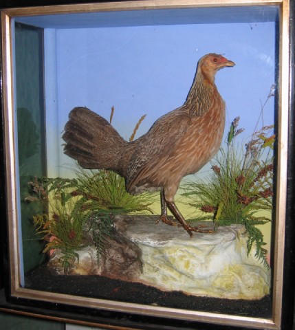 Bantam(Hutchings).jpg