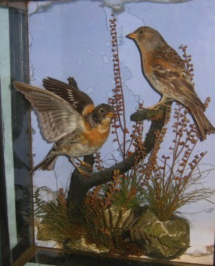 Bramblings(Farren)1.jpg