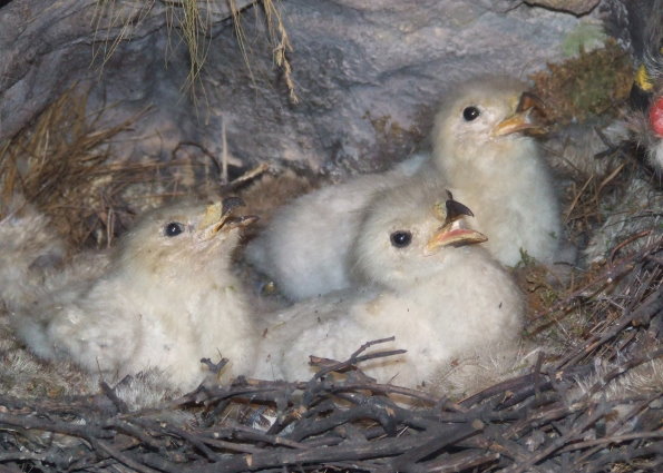 BuzzardChicks_000.jpg