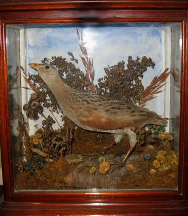 Corncrake.JPG