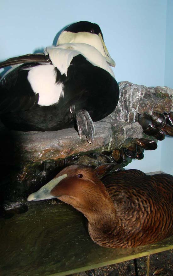 DS2eiders3.jpg