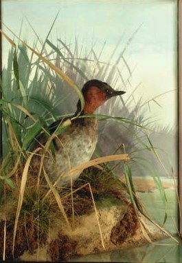 Dabchick(Spicer)1.jpg