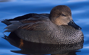 Gadwall01.jpg