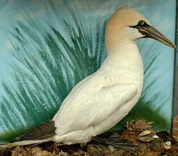 Gannet2Full.jpg