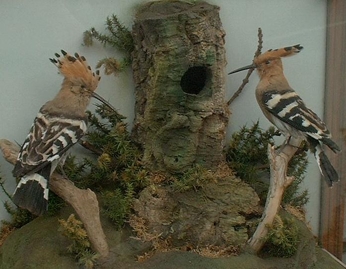 Hoopoes1Full.jpg