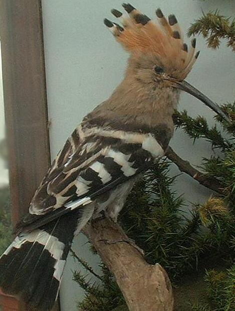 HoopoesFull.JPG