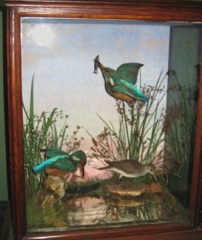Kingfishers(Franklin).jpg