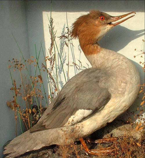 Merganser2Full.jpg