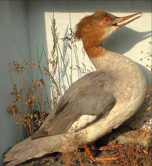 Merganser2Full.jpg