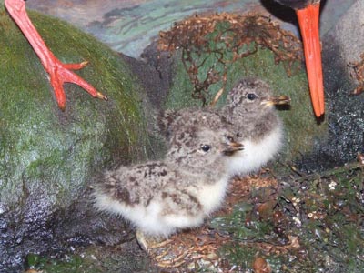 OystercatcherChicks_000.jpg