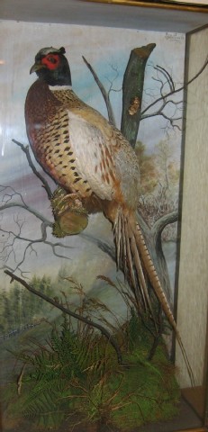 Pheasant(Cox)1.jpg