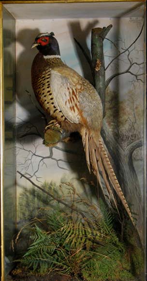 Pheasant20Cox.jpg