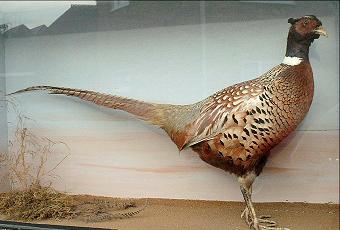 Pheasant2Small.jpg