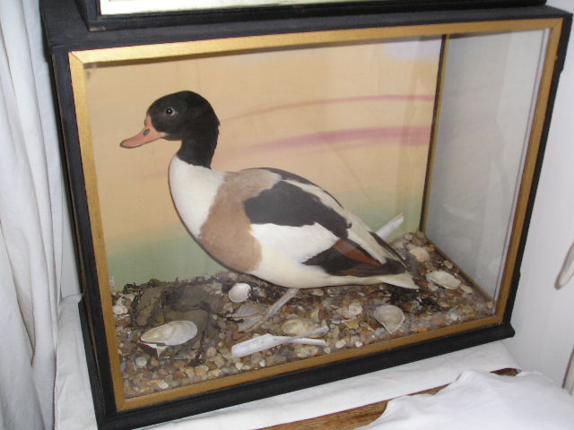 Pshelduck (62K)