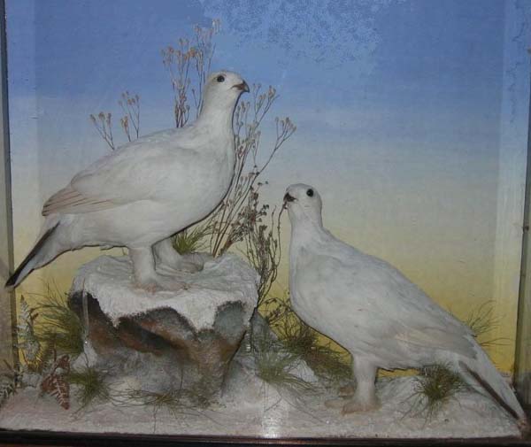 Ptarmigan.jpg