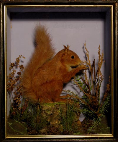 RedSquirrelLowne.jpg