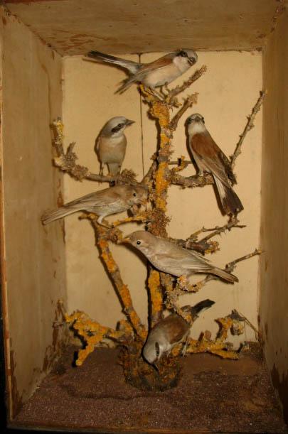 Shrikes2.JPG