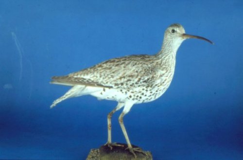 Slender-billed-Curlew.jpg