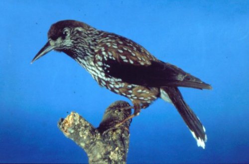 Slender-billed-Nutcracker.jpg