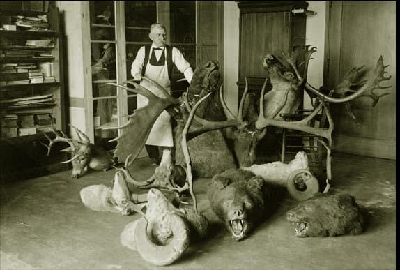 TaxidermyNationalMuseum1923.jpg