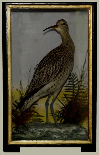 	Whimbreldsmine.jpg