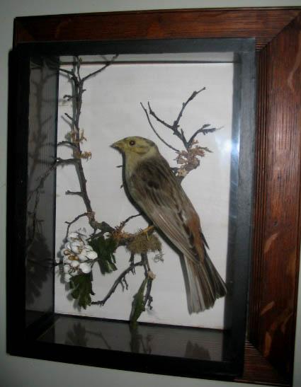 YellowHammer(AnsaldoofCardiff).JPG