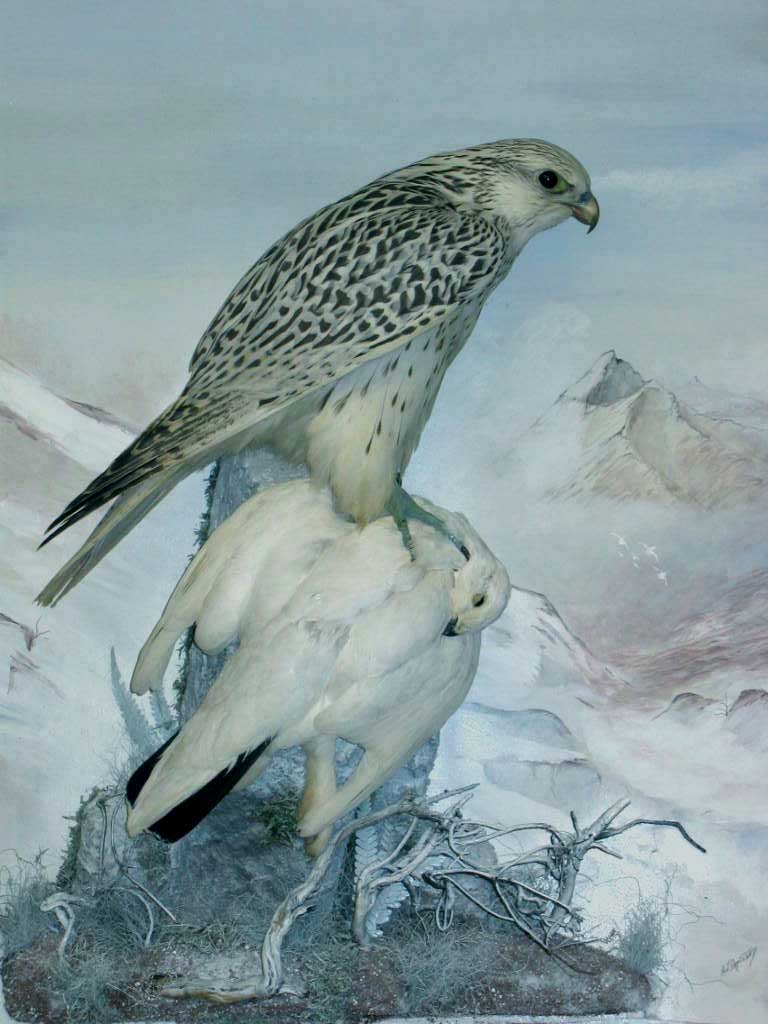 ajagyrptarmigan.jpg