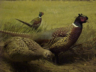 akeleypheasants.jpg