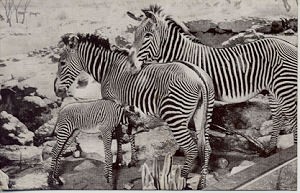 akeleyzebras.jpg