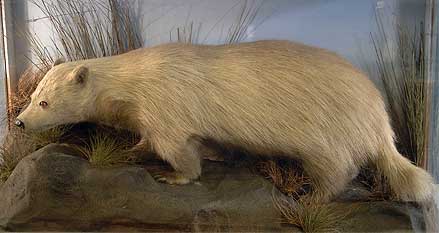 albino-badgergerrard.jpg