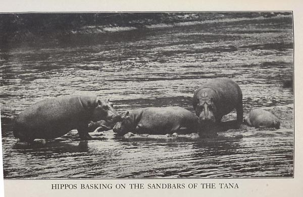 alivehippos.jpg