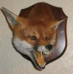 armitsteadfoxhead.jpg