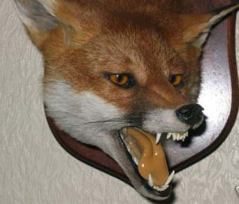 armitsteadfoxhead1.jpg