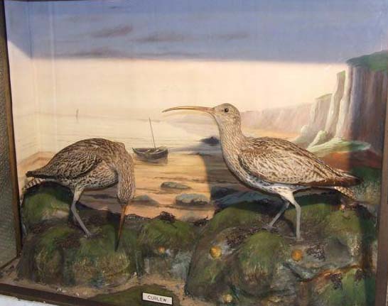 ascurlew.jpg