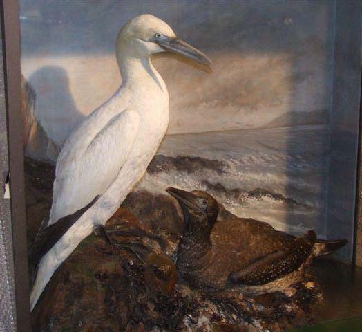 asgannet.jpg