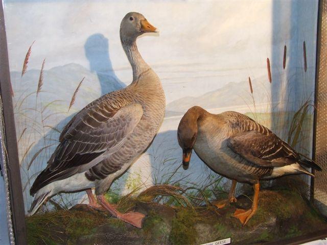 asgreylag.jpg