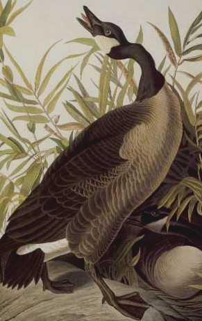 auduboncanada.jpg