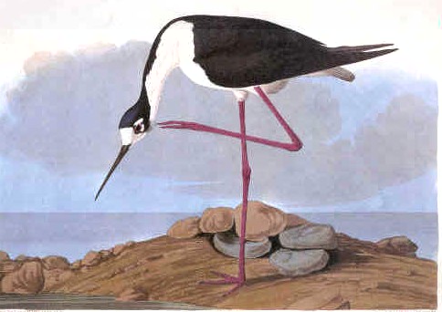 avocet1..jpg