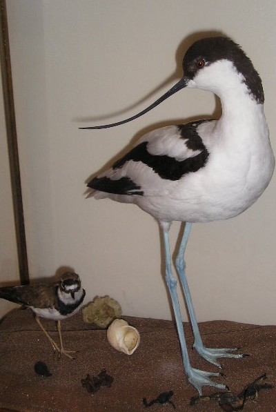 avocet2.jpg