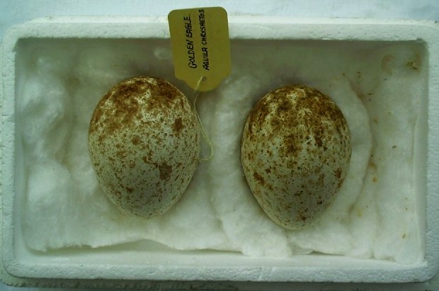 axoneagleeggs.jpg