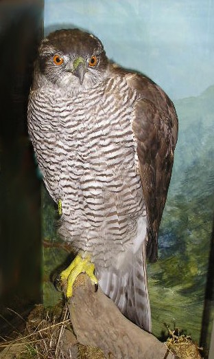 ballgoshawk.jpg