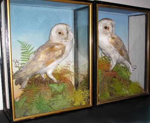 barnowls.jpg